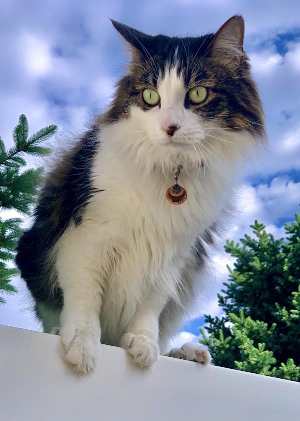 /Images/uploads/Cuddles Cat Cafe/uvac/entries/18387thumb.jpg